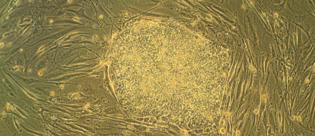 maticne stanice weforum